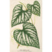 Cissus Lindeni - Charles Antoine Lemaire — Ansicht des Kunstwerks