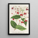 Clerodendrum Thomson - Charles Antoine Lemaire — gerahmtes Bild an der Wand