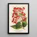 Riproduzione del dipinto Clerodendrum speciosum hybridum - Charles Antoine Lemaire