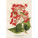 Riproduzione del dipinto Clerodendrum speciosum hybridum - Charles Antoine Lemaire