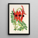 Reproduktion des Gemäldes Clianthus Dampieri - Charles Antoine Lemaire