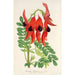 Reproduktion des Gemäldes Clianthus Dampieri - Charles Antoine Lemaire