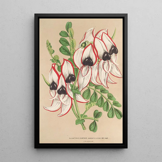 Charles Antoine Lemaire - Clianthus Dampieri v flore albo rubromarginato.webp
