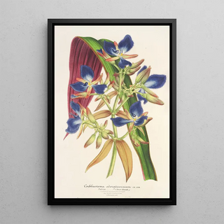 Charles Antoine Lemaire - Cochliostenia odoratissimum.webp