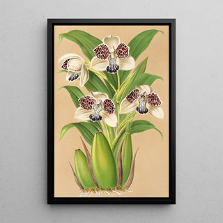 Charles Antoine Lemaire - Colax jugosus.webp