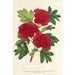 Cratægus oxyacantha var fleurs écarlates pleines - Charles Antoine Lemaire — vista dell’opera