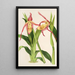 Reproduktion des Gemäldes Cypripedium Roezli - Charles Antoine Lemaire