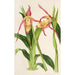 Reproduktion des Gemäldes Cypripedium Roezli - Charles Antoine Lemaire