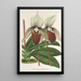 Reproduktion des Gemäldes Cypripedium Veitchianum - Charles Antoine Lemaire