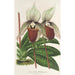 Reproduktion des Gemäldes Cypripedium Veitchianum - Charles Antoine Lemaire