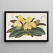 Cypripedium concolor - Charles Antoine Lemaire — quadro incorniciato alla parete