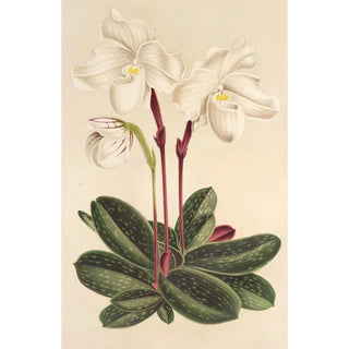 Charles Antoine Lemaire - Cypripedium niveum.webp