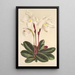 Cypripedium niveum - Charles Antoine Lemaire — gerahmtes Bild an der Wand