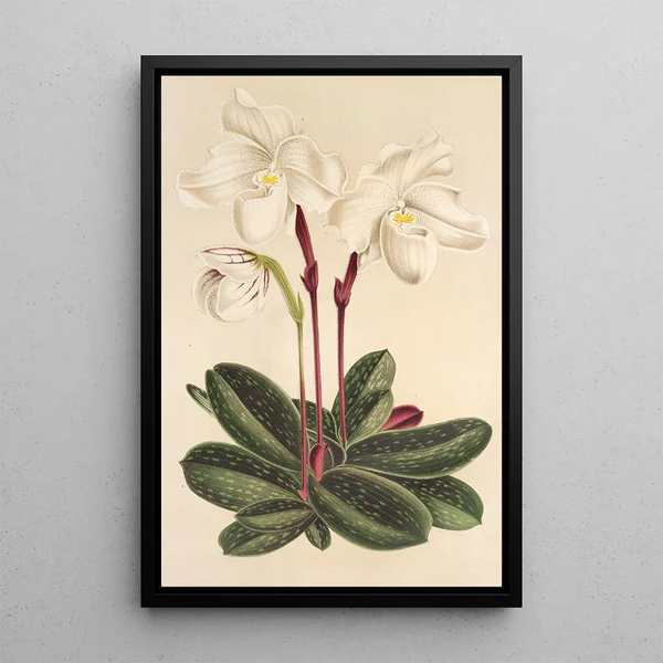Charles Antoine Lemaire - Cypripedium niveum.webp