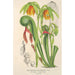 Riproduzione del dipinto Darlingtonia californica - Charles Antoine Lemaire
