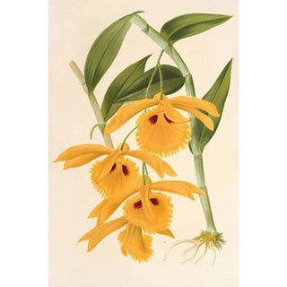Charles Antoine Lemaire - Dendrobium chrysotis.webp