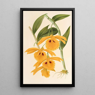 Charles Antoine Lemaire - Dendrobium chrysotis.webp