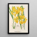 Dendrobium dixanthum - Charles Antoine Lemaire — quadro incorniciato alla parete