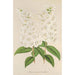 Deutzia crenata Zucc mit Vollblüten - Charles Antoine Lemaire — Ansicht des Kunstwerks