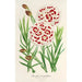 Reproduktion des Gemäldes Dianthus Verschaffeltii - Charles Antoine Lemaire