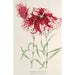 Dianthus cincinnatus - Charles Antoine Lemaire — vista dell’opera