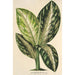 Riproduzione del dipinto Dieffenbachia Wallisi - Charles Antoine Lemaire