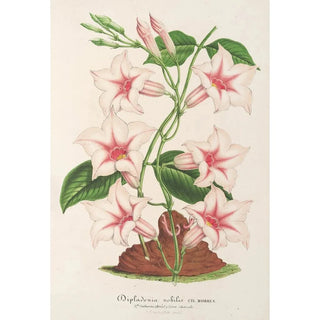 Charles Antoine Lemaire - Dipladenia nobilis.webp