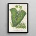Dorstenia maculata - Charles Antoine Lemaire — gerahmtes Bild an der Wand