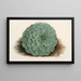 Echeveria rosacea - Charles Antoine Lemaire — gerahmtes Bild an der Wand