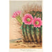 Reproduktion des Gemäldes Echinopsis Pentlandi - Charles Antoine Lemaire