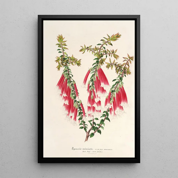 Charles Antoine Lemaire - Epacris miniata.webp