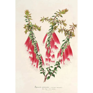 Charles Antoine Lemaire - Epacris miniata.webp