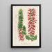Reproduktion des Gemäldes Epacris multiflora - Charles Antoine Lemaire