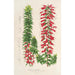 Reproduktion des Gemäldes Epacris multiflora - Charles Antoine Lemaire