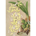 Epidendrum ambiguum - Charles Antoine Lemaire — Ansicht des Kunstwerks