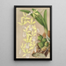 Epidendrum ambiguum - Charles Antoine Lemaire — gerahmtes Bild an der Wand