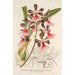 Epidendrum atropurpureum var roseum - Charles Antoine Lemaire — Ansicht des Kunstwerks