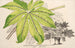 Fatsia japonica aureoreticulata - Charles Antoine Lemaire — Ansicht des Kunstwerks