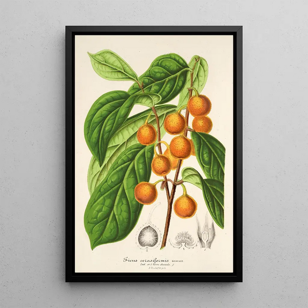 Charles Antoine Lemaire - Ficus cerasiformis.webp