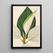 Ficus dealbata - Charles Antoine Lemaire — gerahmtes Bild an der Wand
