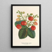 Erdbeer-Perpetual-Tafel Ananas - Charles Antoine Lemaire — gerahmtes Bild an der Wand