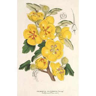 Charles Antoine Lemaire - Fremontia californica.webp