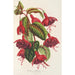 Fuchsia Solferino - Charles Antoine Lemaire — Ansicht des Kunstwerks