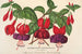 Fuchsia variétés horticoles - Charles Antoine Lemaire — Ansicht des Kunstwerks