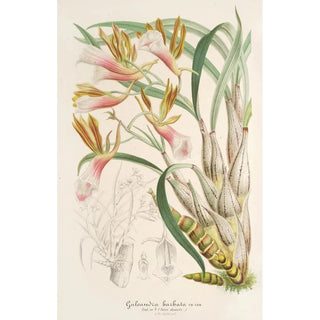 Charles Antoine Lemaire - Galeandra barbata.webp