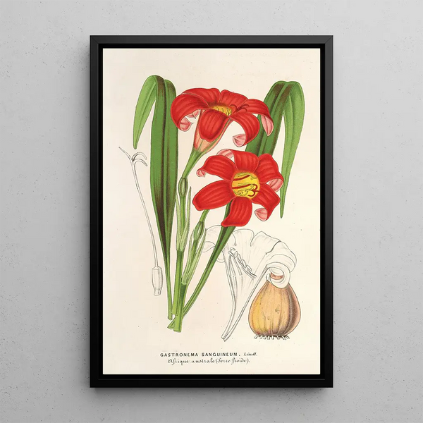 Charles Antoine Lemaire - Gastronema sanguineum.webp