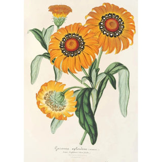 Charles Antoine Lemaire - Gazania splendens hybride.webp