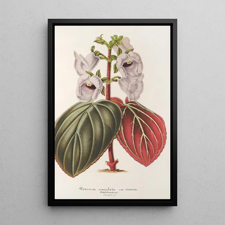 Charles Antoine Lemaire - Gloxinia maculata var insignis.webp