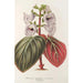 Reproduktion des Gemäldes Gloxinia maculata var. insignis - Charles Antoine Lemaire