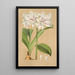 Griffinia Blumenavia - Charles Antoine Lemaire — gerahmtes Bild an der Wand